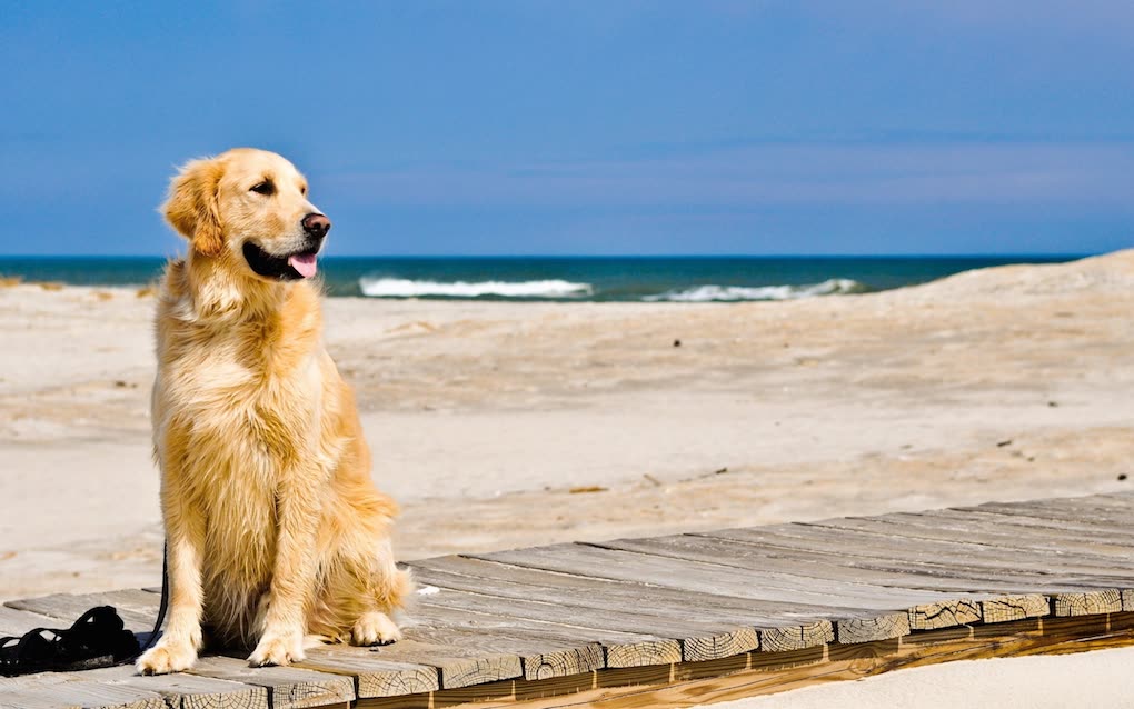 Vacanze con Fido Sardegna Santa Teresa Gallura